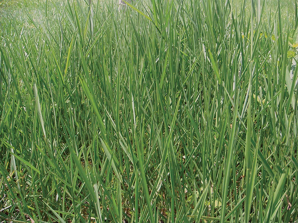 Brachiaria Llanero-Dictyoneura.webp