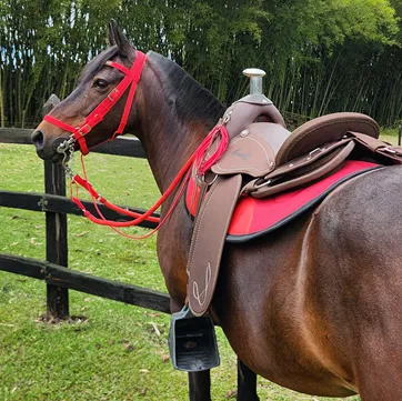 SILLA SABANERA 13.webp