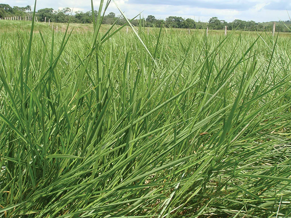 Brachiaria Humidicola.webp