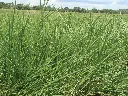Brachiaria Humidicola.webp