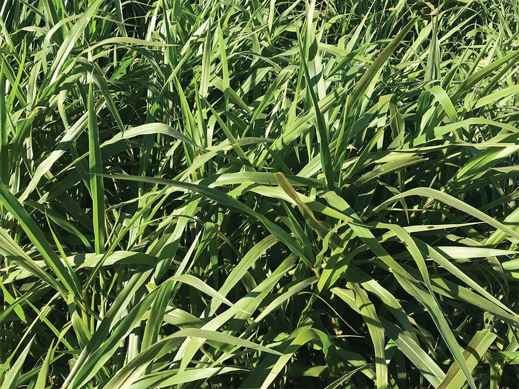 Brachiaria Ruziziensis.webp