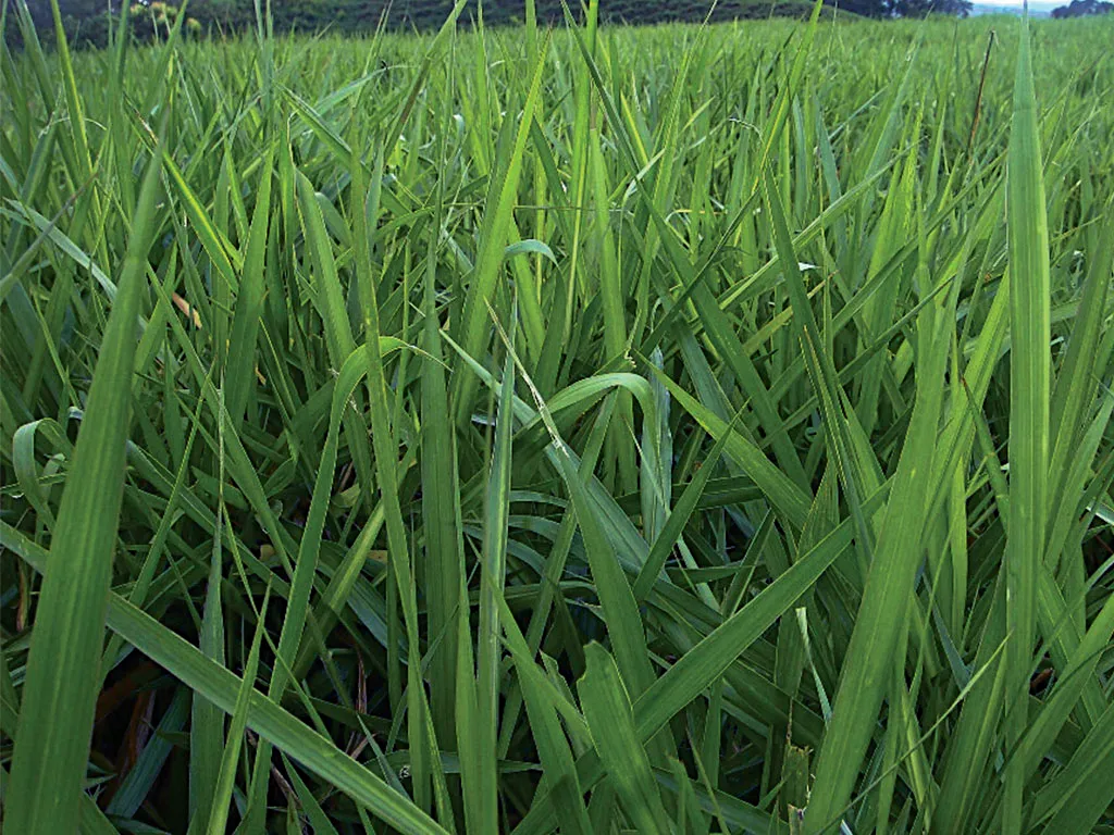 Brachiaria Brizantha Marandú (Incrustada).webp