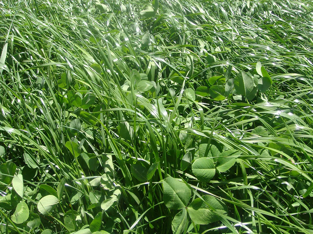 Tetrablend® 260.webp