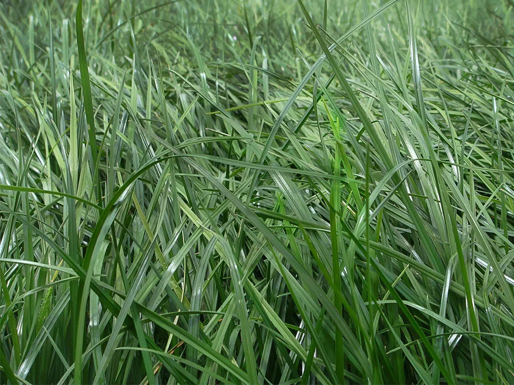 Ryegrass Aston Energy.webp