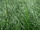 Ryegrass Aston Energy.webp