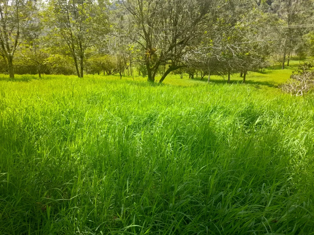 foto 2.webp