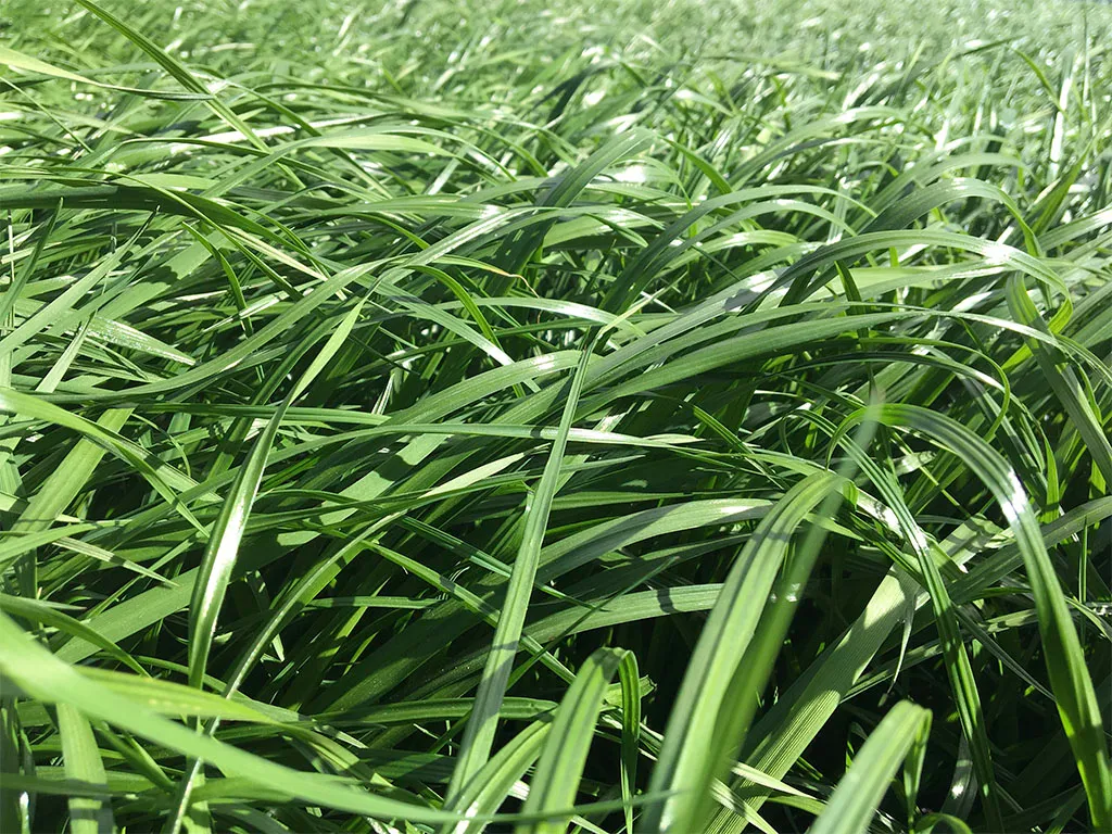 Ryegrass Dorcas (Híbrido tetraploide).webp