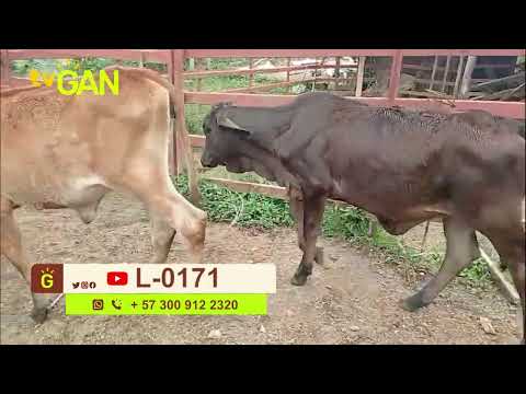 youtube - [Video]