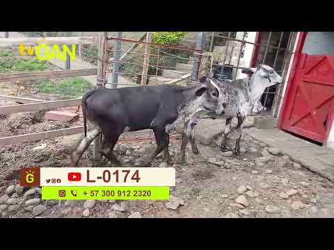 youtube - [Video]