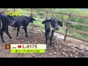 youtube - [Video]