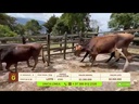 youtube - [Video]