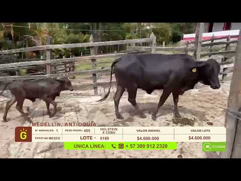 youtube - [Video]