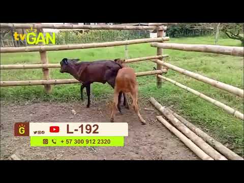 youtube - [Video]