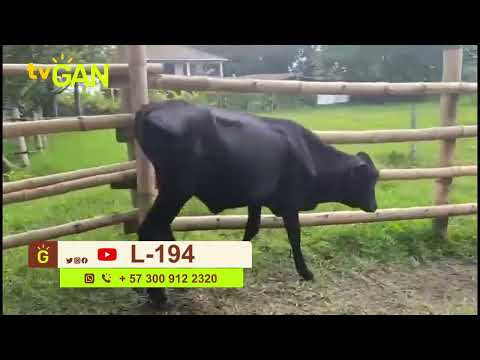 youtube - [Video]