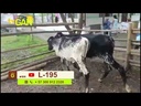 youtube - [Video]