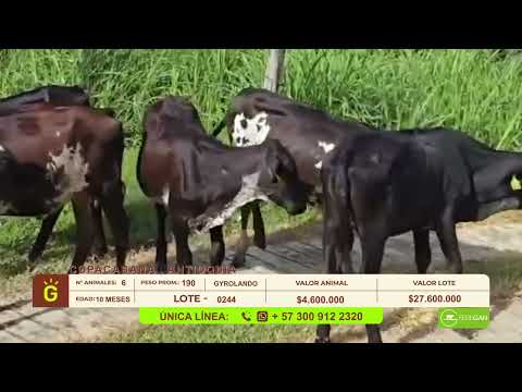 youtube - [Video]