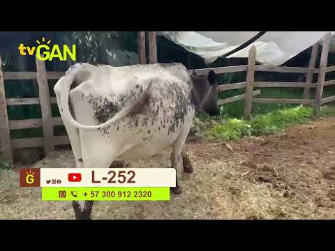 youtube - [Video]