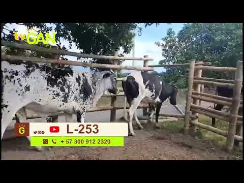 youtube - [Video]
