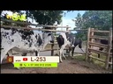 youtube - [Video]