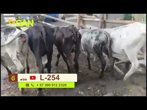 youtube - [Video]