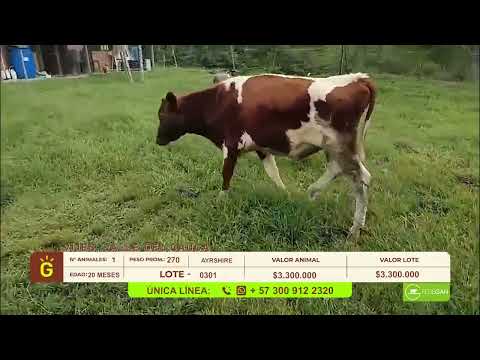 youtube - [Video]