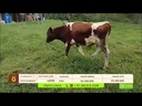 youtube - [Video]