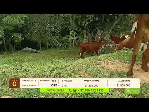 youtube - [Video]