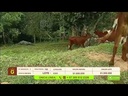 youtube - [Video]