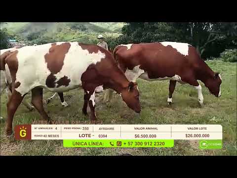 youtube - [Video]