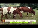 youtube - [Video]