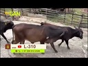youtube - [Video]