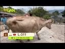 youtube - [Video]