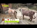 youtube - [Video]