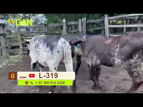 youtube - [Video]