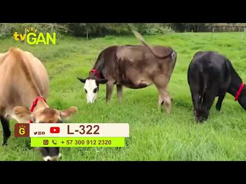 youtube - [Video]