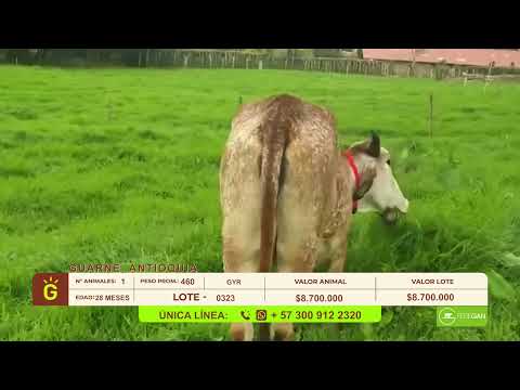 youtube - [Video]