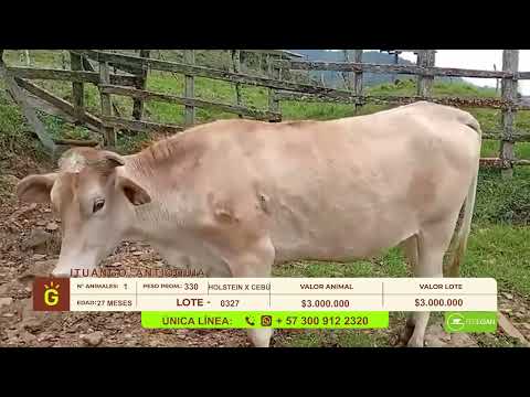 youtube - [Video]