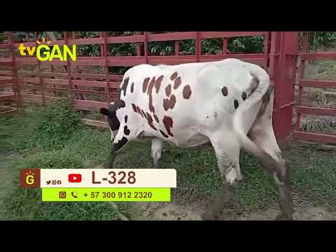 youtube - [Video]