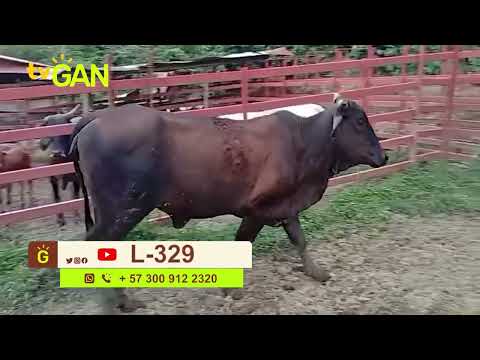 youtube - [Video]