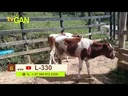 youtube - [Video]