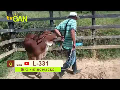 youtube - [Video]