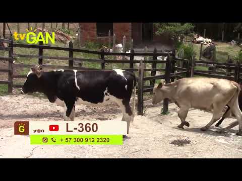 youtube - [Video]