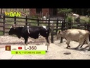 youtube - [Video]