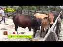 youtube - [Video]