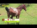 youtube - [Video]