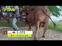 youtube - [Video]