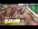 youtube - [Video]