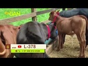 youtube - [Video]