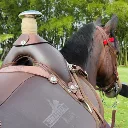 caballo 2 copia.webp