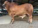 L-0375/26
